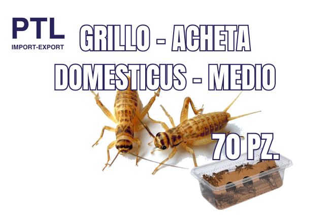 PTL-RLF003  GRILLO-ACHETA DOMESTICUS - MEDIO - 70 PZ CONFEZ